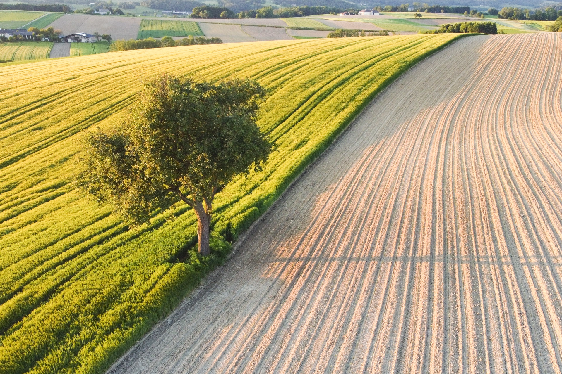 baum-viehdorf-amstetten-fotograf-samuel-buschenreithner