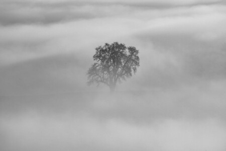 kollmitzberg-nebel-3