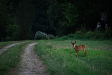 rehe-abendspaziergrang-aug-23-9